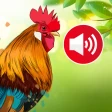 Sons et Sonneries D'animaux icon