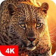 Hintergrundbilder mit Tier 4K icon