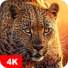 Fonds d'écran avec des animaux icon