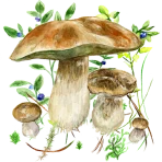 Na grzyby icon