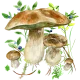 Na grzyby icon