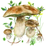 Na grzyby icon
