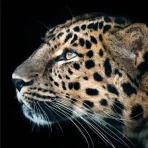 Cheetah Leopard Wallpaper icon