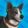 Pocket Paws: mes petits chiens icon