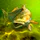 My Fishing World icon
