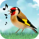Vogelstimmen