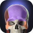 Anatomyka - Anatomia 3D icon