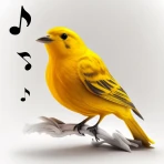 Sonneries Chants D'oiseaux icon