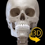 骨格 | 解剖学3D アトラス icon