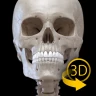 骨格 | 解剖学3D アトラス icon