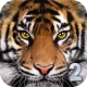 Ultimate Tiger Simulator 2 icon