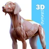 Complete Canine 3D - anatomy icon