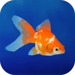 金魚育成アプリ・ポケット金魚 icon