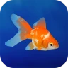 金魚育成アプリ・ポケット金魚 icon