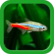 Tropical Aquarium - Mini Aqua icon