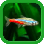 Tropical Aquarium - Mini Aqua icon