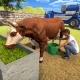 simulation de ferme d'animaux icon