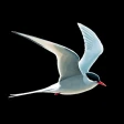ANWB Vogelgids van Europa icon