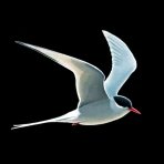 Le Guide Ornitho icon