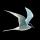 ANWB Vogelgids van Europa icon