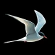 ANWB Vogelgids van Europa icon