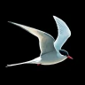 ANWB Vogelgids van Europa icon