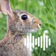 Rabbit & Hare Hunting Calls icon