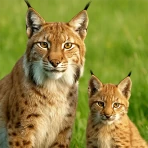 Animal Game Symulator Zwierząt icon