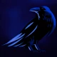 Raven talk icon