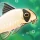 Pondlife — gra rybna icon