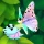 Flutter: Sanktuarium Motyli icon