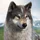 Wolfsspiel icon