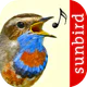 Vogelstimmen Id - Ruf + Gesang