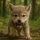 The Wolf: Animal Hunting Game icon