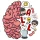 Brain Test All-Star: IQ Boost icon