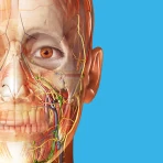 Atlas de anatomía humana 2026 icon