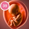 Suivi de grossesse et bébé icon