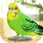 癒しのインコ育成ゲーム icon