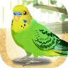 癒しのインコ育成ゲーム icon
