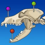 IMAIOS vet-Anatomy icon