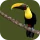 Animals of Costa Rica icon