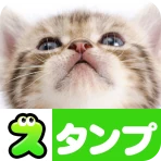 猫スタンプ（実写スタンプ） icon
