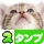 猫スタンプ（実写スタンプ） icon