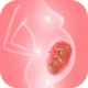 Track pregnancy & baby growth icon