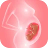 Track pregnancy & baby growth icon