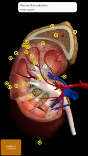 Anatomie - 3D Atlas screenshot 5