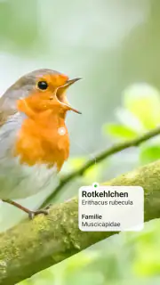Picture Bird - Vögel bestimmen screenshot 2