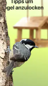 Picture Bird - Vögel bestimmen screenshot