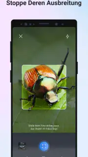 Picture Insect - Insekten ID screenshot 4