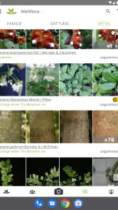 Pl@ntNet Pflanzenbestimmung screenshot